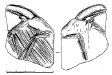 _217697.jpg   