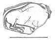 _217700.jpg   